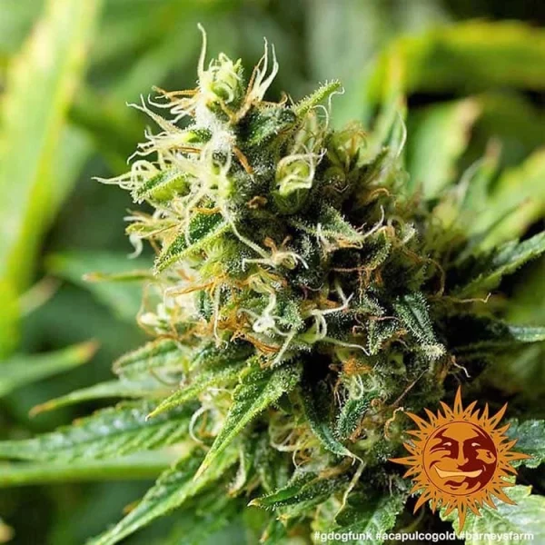 Vibrant Acapulco Gold strain plant displaying lush, green foliage and golden-hued buds in full bloom.