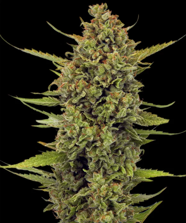 Close-up of Acapulco Gold strain showcasing its rich amber and golden buds, highlighting the unique resin crystals.