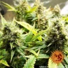 Close-up view of Acapulco Gold strain buds, showcasing dense flower structure and rich trichomes.