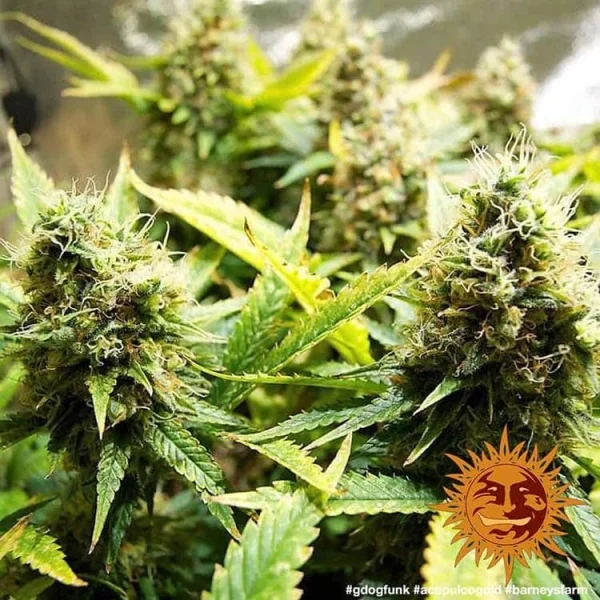 Close-up view of Acapulco Gold strain buds, showcasing dense flower structure and rich trichomes.