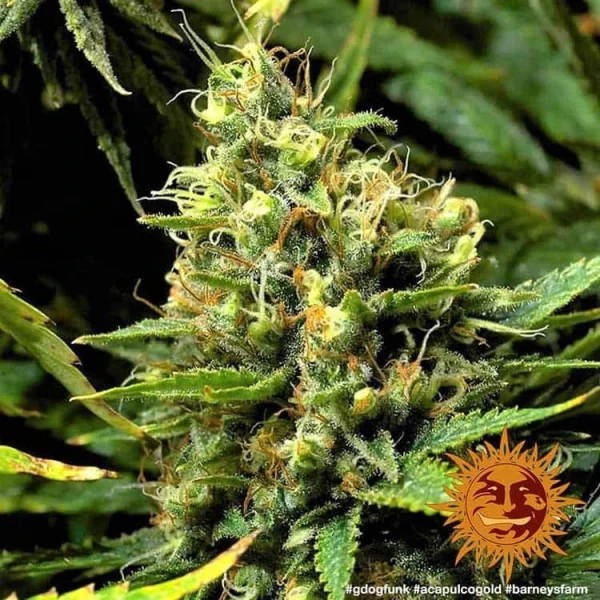 Acapulco Gold strain plant in its flowering stage, displaying vibrant colors and lush trichome-covered buds.