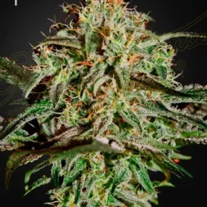 AMS strain, displaying frosty green buds covered in white trichomes and intertwined with amber-colored hairs.