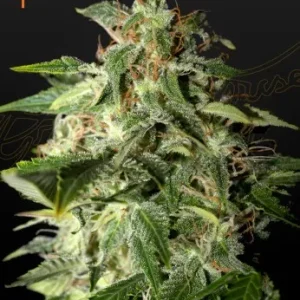 Afgooey strain buds with lush green colors, sticky resin, and a mix of orange and amber pistils.