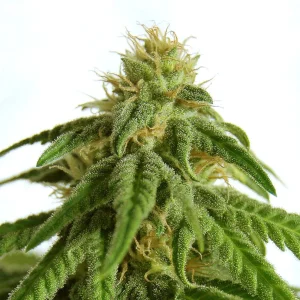 Afrodite strain displaying fluffy buds covered in crystal-like trichomes and healthy green leaves.