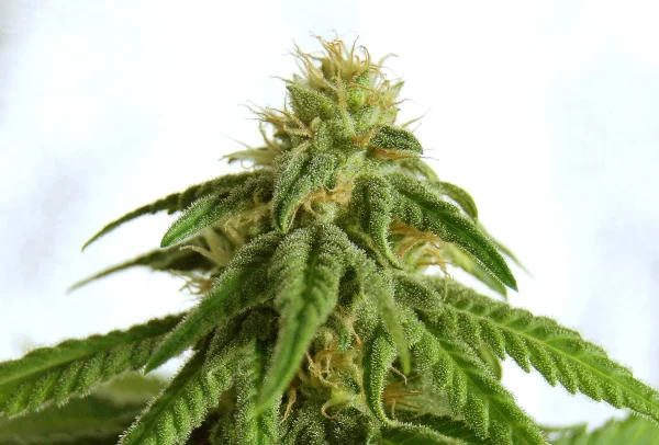 Afrodite strain displaying fluffy buds covered in crystal-like trichomes and healthy green leaves.