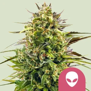 Alien OG Strain displaying its vibrant green buds and frosty trichomes, perfect for potent effects.