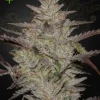 Alienz Auto strain buds, vibrant with deep green tones, orange hairs, and a shimmering resin layer.