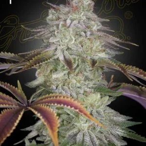 Alienz strain with compact, dense buds covered in sparkling white trichomes and vibrant orange pistils.