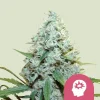 AMG Strain close-up showcasing its rich trichome coverage and vibrant pistils.