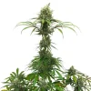 Tall AMG Strain plant developing dense buds under optimal sunlight.