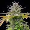 AMG Strain flowering with frosty trichomes, highlighting its Sativa characteristics.