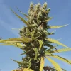 Outdoor AMG Strain plant basking in the sunlight, filled with well-developed buds.