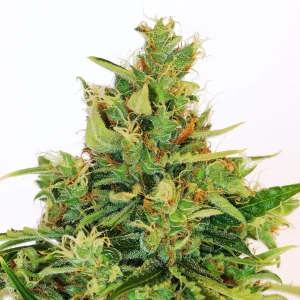 Amnesi-K Lemon cannabis strain with thick buds, abundant orange pistils, and frosty trichome coating.