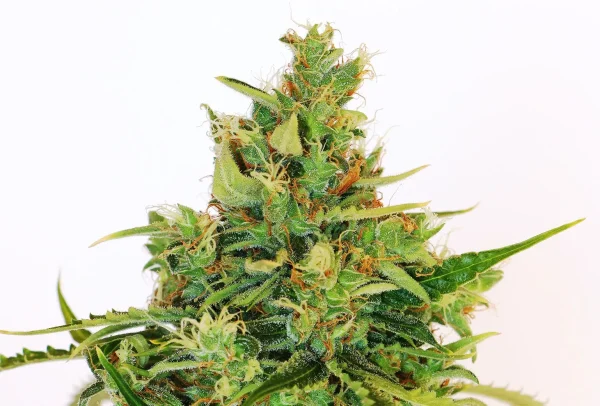 Amnesi-K Lemon cannabis strain with thick buds, abundant orange pistils, and frosty trichome coating.