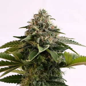 Amnesia Dream XL Auto Strain displaying its tall, vigorous bud formation.