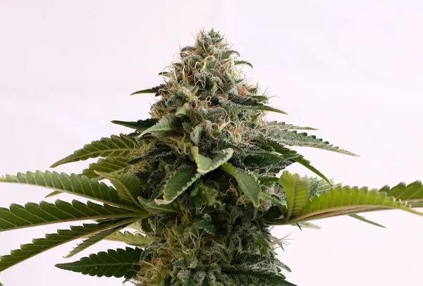 Amnesia Dream XL Auto Strain displaying its tall, vigorous bud formation.