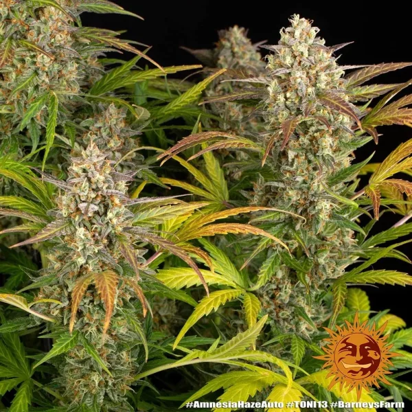 Tall Amnesia Haze Auto Strain plant with several resin-coated buds and bright, varied foliage extending outward.