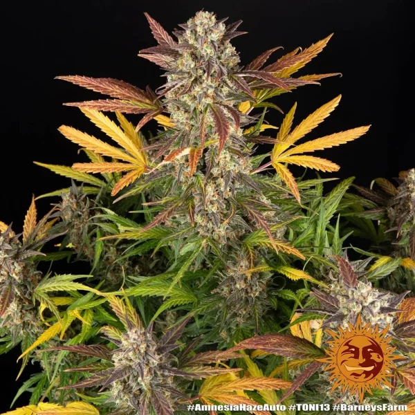 Auto Amnesia Haze - Image 2