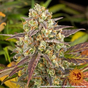 Frosty Amnesia Haze Auto Strain bud with vibrant orange hairs and purple-tinged leaves against lush green foliage.