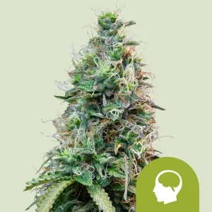 Amnesia Haze Auto Strain displaying a dense bud structure covered with frosty trichomes.