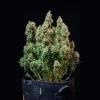 Mature Amnesia Haze Auto Strain plant in a fabric pot, showcasing its bushy growth.
