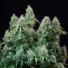 Close-up of multiple Amnesia Haze Auto Strain colas full of resinous flowers.