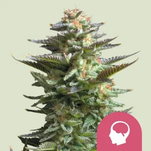 Amnesia Haze Strain bud with dense trichomes and vivid orange hairs, showcasing its frosty resinous structure.