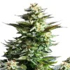 Lush Amnesia Haze Strain plant with vibrant green leaves and densely packed buds.
