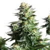 Close-up of Amnesia Haze Strain flower, displaying sparkling trichomes and vibrant foliage.