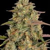 Dense and frosty Amnesia Lemon Strain bud with vibrant orange hairs and sparkling trichomes.