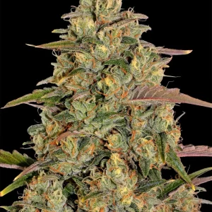 Dense and frosty Amnesia Lemon Strain bud with vibrant orange hairs and sparkling trichomes.