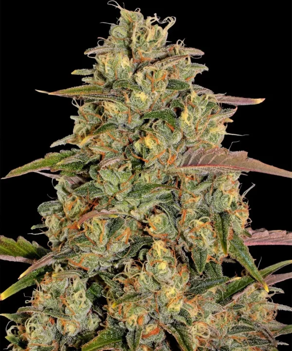 Dense and frosty Amnesia Lemon Strain bud with vibrant orange hairs and sparkling trichomes.