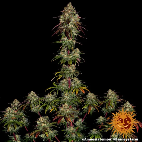 Tall Amnesia Lemon Strain plant displaying multiple flowering buds with lush green and purple hues.