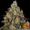 Close-up of Amnesia Lemon Strain showcasing resin-rich, tightly packed buds with vivid orange pistils.