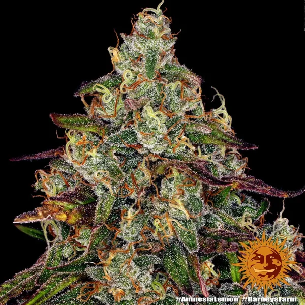 Close-up of Amnesia Lemon Strain showcasing resin-rich, tightly packed buds with vivid orange pistils.