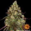 Mature Amnesia Lemon Strain cola covered in a blanket of crystal-like trichomes and deep green leaves.