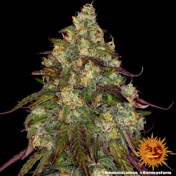 Mature Amnesia Lemon Strain cola covered in a blanket of crystal-like trichomes and deep green leaves.