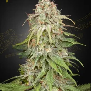 Amnesia strain with sparkling trichomes and fluffy buds, highlighted by hints of orange and green tones.