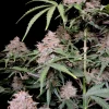 Side view of Amnesia Zkittlez Auto plant with multiple bud sites and vibrant green leaves