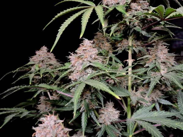 Side view of Amnesia Zkittlez Auto plant with multiple bud sites and vibrant green leaves