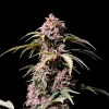 Close-up of Amnesia Zkittlez Auto bud, covered in resinous trichomes and surrounded by green leaves