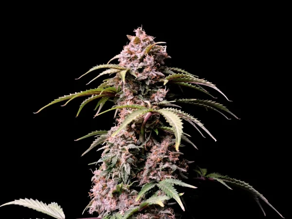 Close-up of Amnesia Zkittlez Auto bud, covered in resinous trichomes and surrounded by green leaves
