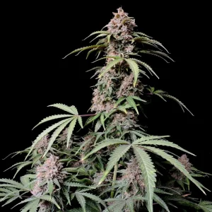 Tall Amnesia Zkittlez Auto plant with dense, trichome-covered buds against a black background