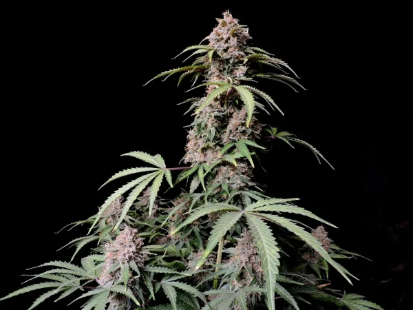 Tall Amnesia Zkittlez Auto plant with dense, trichome-covered buds against a black background