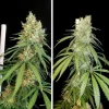 Tall cannabis plant with dense, resinous buds and slender leaves, showcasing the vigorous growth of Amsterdam Amnesia strain