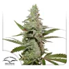 Cannabis plant with dense, frosty buds and slender leaves, highlighting the vibrant growth stage of Amsterdam Amnesia strain
