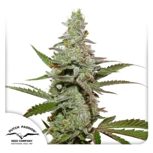 Cannabis plant with dense, frosty buds and slender leaves, highlighting the vibrant growth stage of Amsterdam Amnesia strain