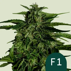 Close-up of Apollo F1 Strain with dense, resin-coated buds and vibrant leaves.