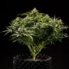 Apollo F1 Strain plant showcasing bushy growth and strong lateral branches.