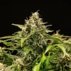 Mature Apollo F1 Strain cola, covered in thick trichomes and bright orange pistils.